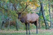 Elk of Benezette