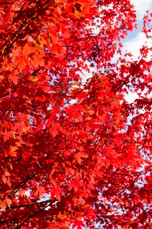 Fall Red