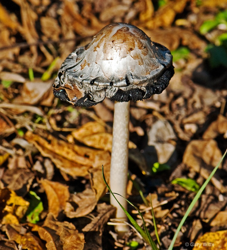 Fall's Mushroom