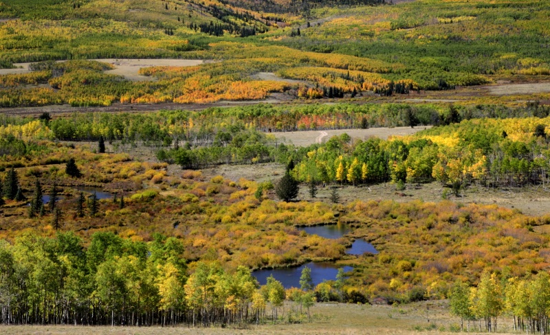 Beaver Ponds