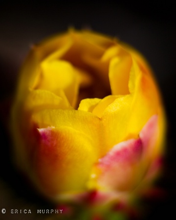 Prickly Pear Cactus Bloom