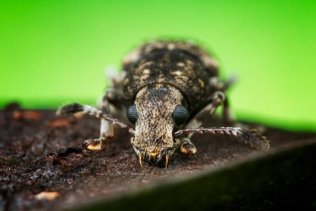 Weevil