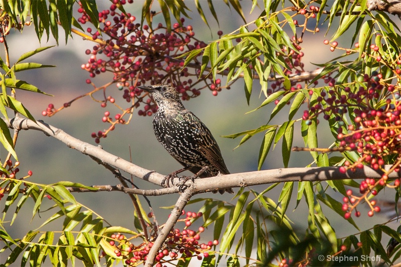 European Starlett