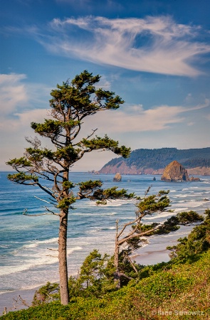 Tree on the coast