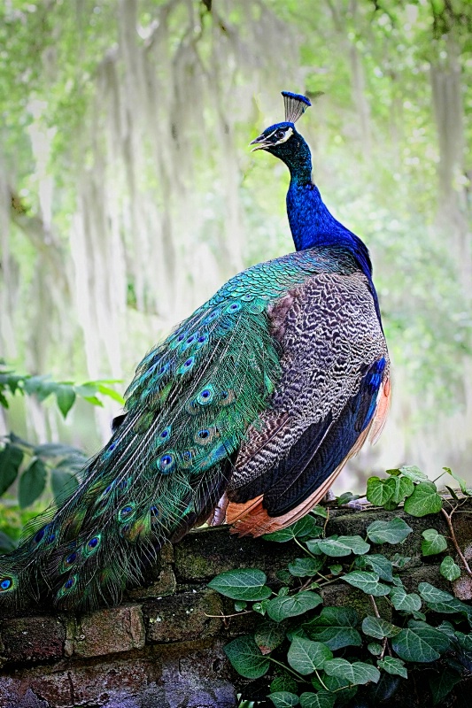 The Petulant Peacock