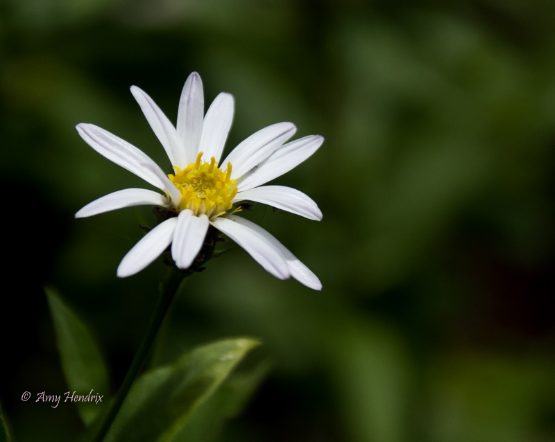 Darby Canyon Daisy