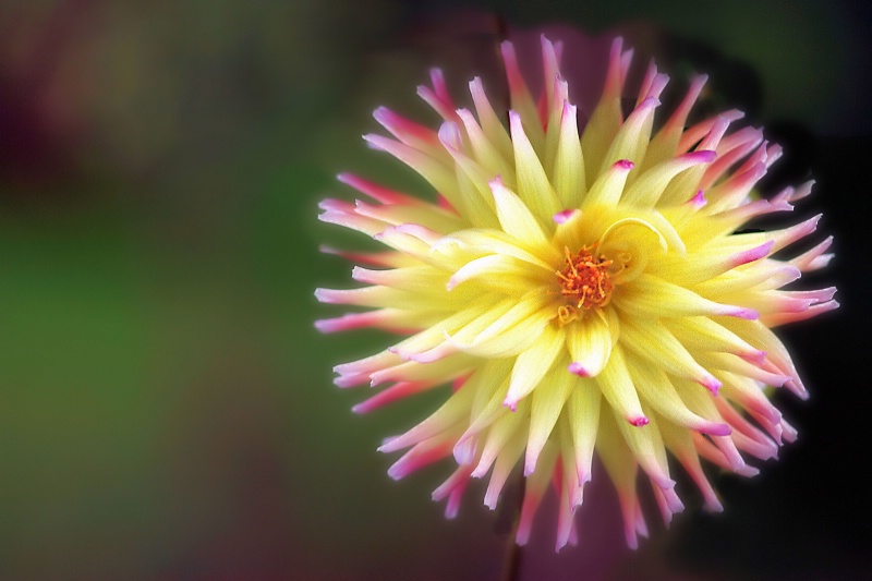 bicolor dahlia