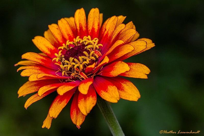 Zippy Zinnia