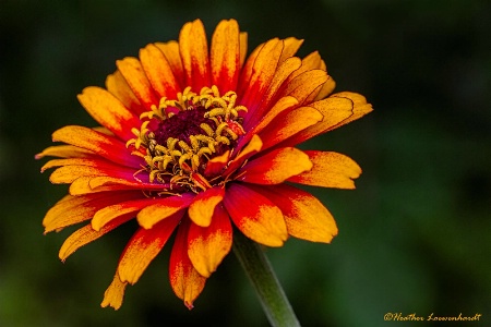 Zippy Zinnia