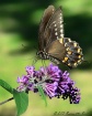 Spicebush Swallow...