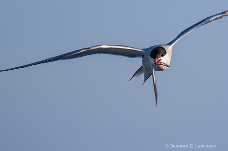 Tern with Catch