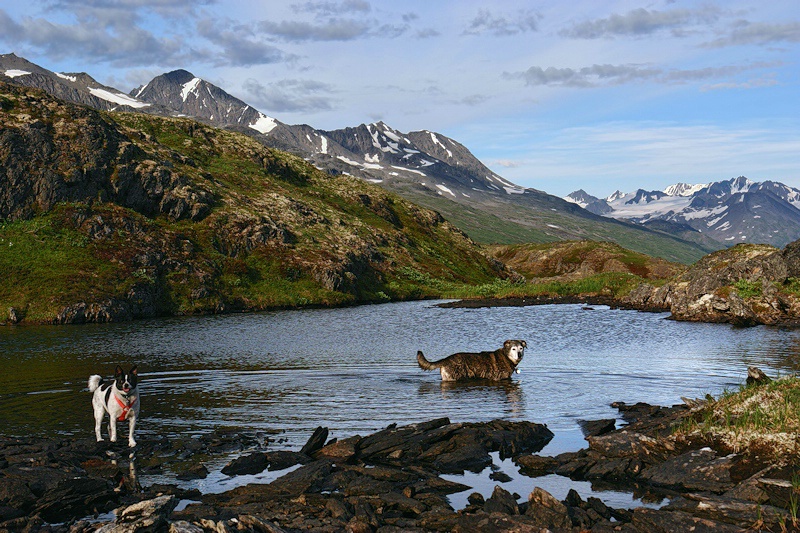 Watering Hole #4