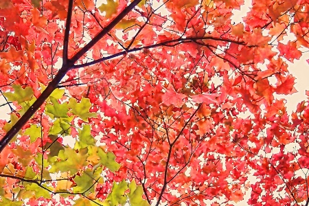 October Color