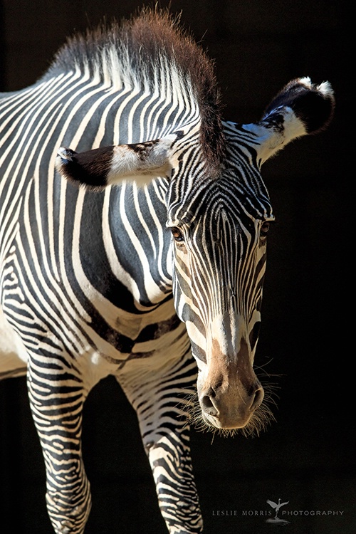 If Eeyore were a Zebra..... - ID: 14175974 © Leslie J. Morris