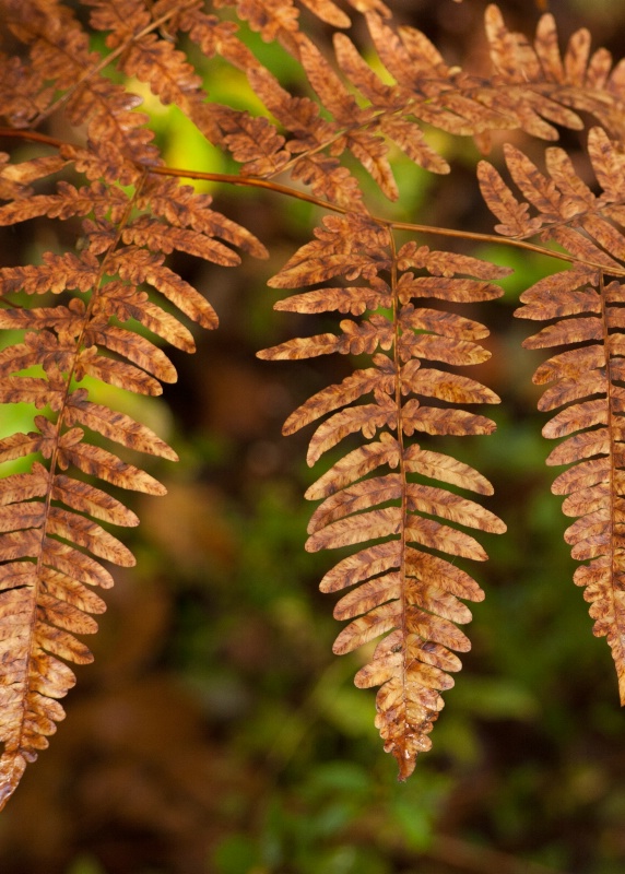 Fall Fern