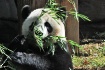 Giant Panda (Ailu...