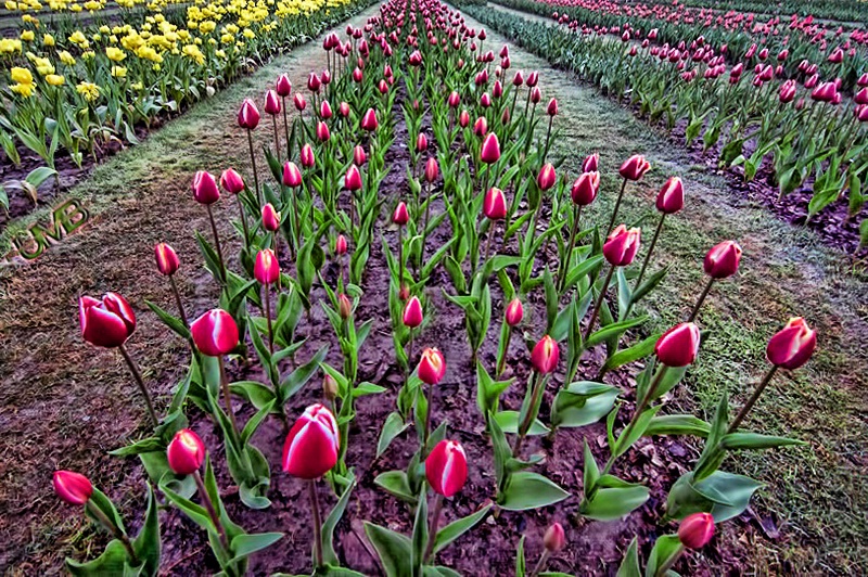 Tulip Morning