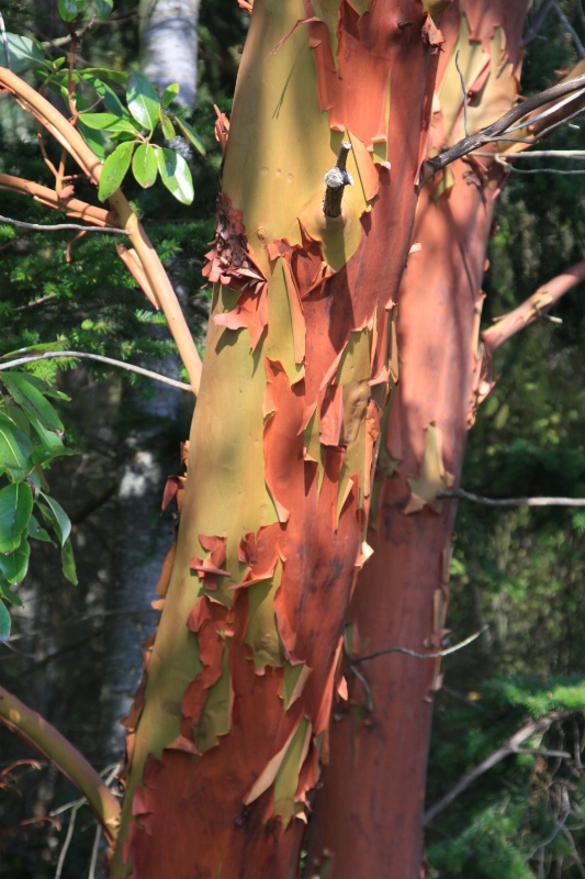Madrone 1