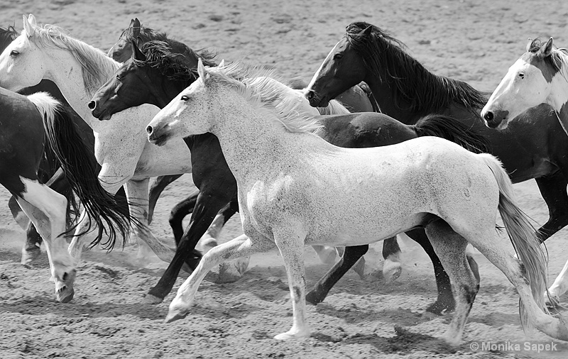 Rodeo horses