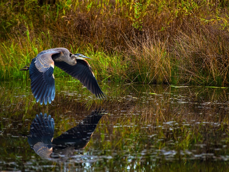 Flight of the Blue Heron 