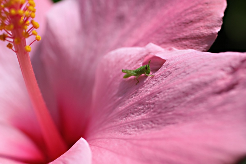 ~Hungry Hibiscus Hopper~