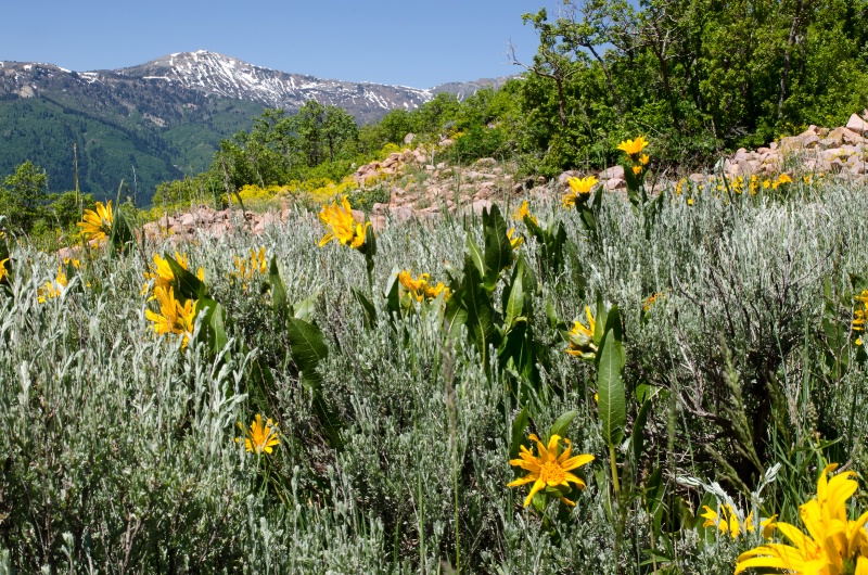 Wasatch Mountains, Utah