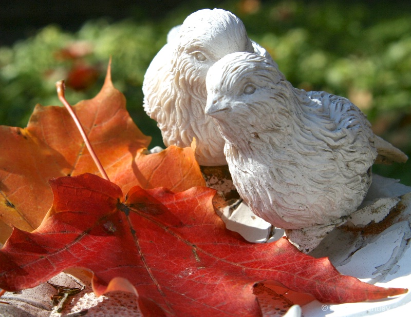 Fall Birds