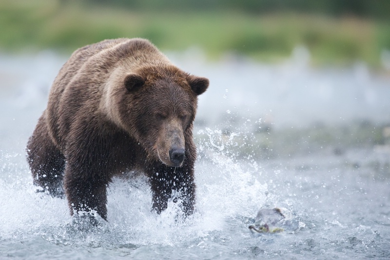 Grizzly Bear Chasing Salmon - ID: 14181421 © Kitty R. Kono