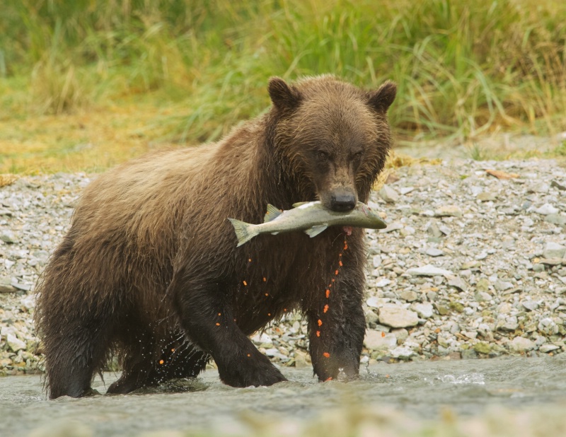 Brown Bear with Salmon and Roe