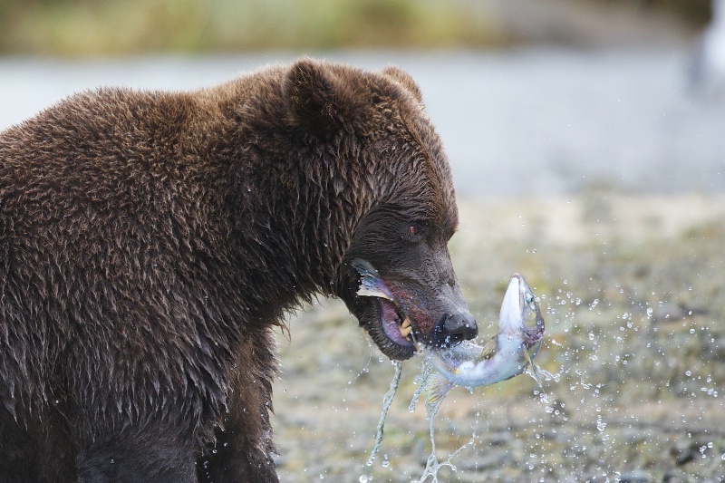 Bear with Salmon in His Jaws - ID: 14182875 © Kitty R. Kono