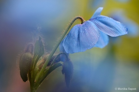 Blue poppy