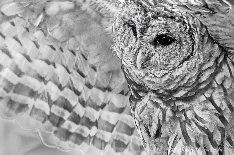 Barred Owl - ID: 14184673 © Deborah C. Lewinson