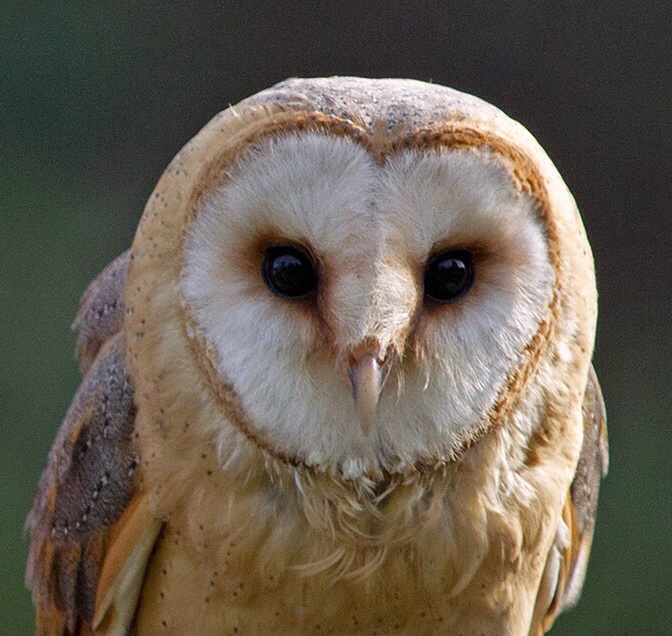 Barn owl - ID: 14185090 © Birthe Gawinski