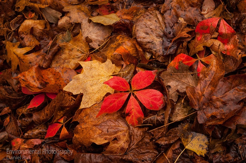 Scattered Reds