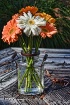 Lazy Daisy Fall