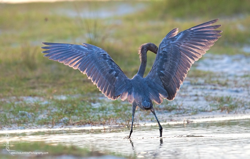 IMG_6055-Reddish Egret Juvenile