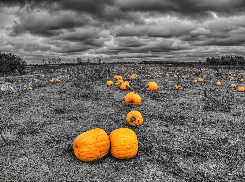 The Pumpkin Patch