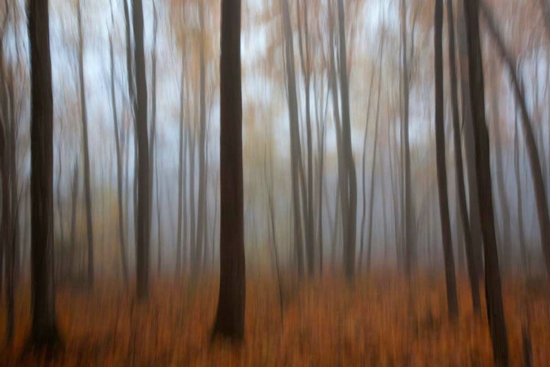 Foggy Fall Forest