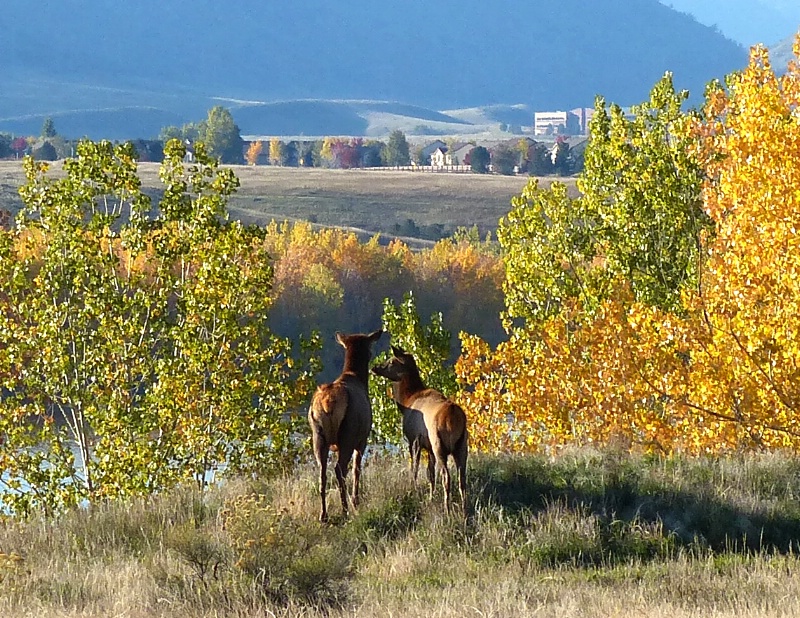 Urban Elk