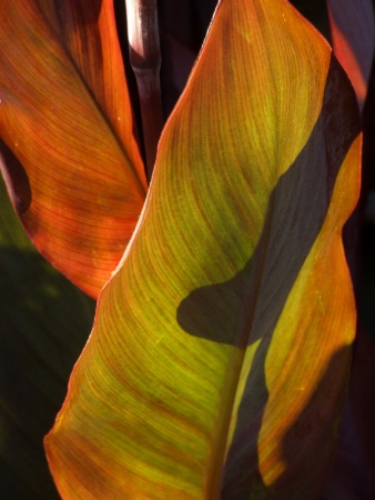 Shadow play