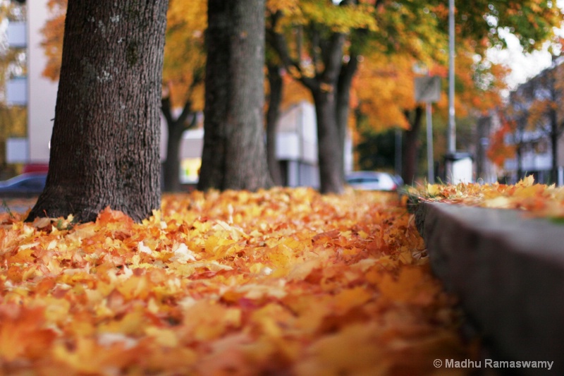 Fall season in Sandviken