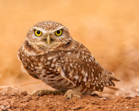 Burrowing Owl