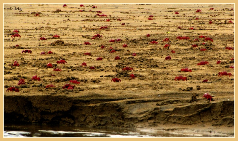 Red crabs at Digha beach,West Bengal ,India