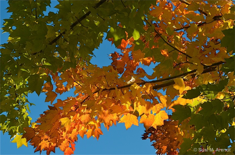 South Park Fall - ID: 14190612 © Susanne M. Arendt