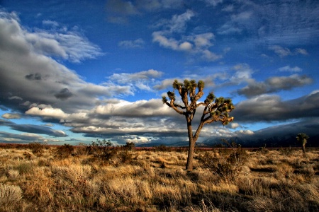 Peaches, Joshua Trees and Clouds