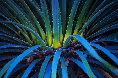 Agave