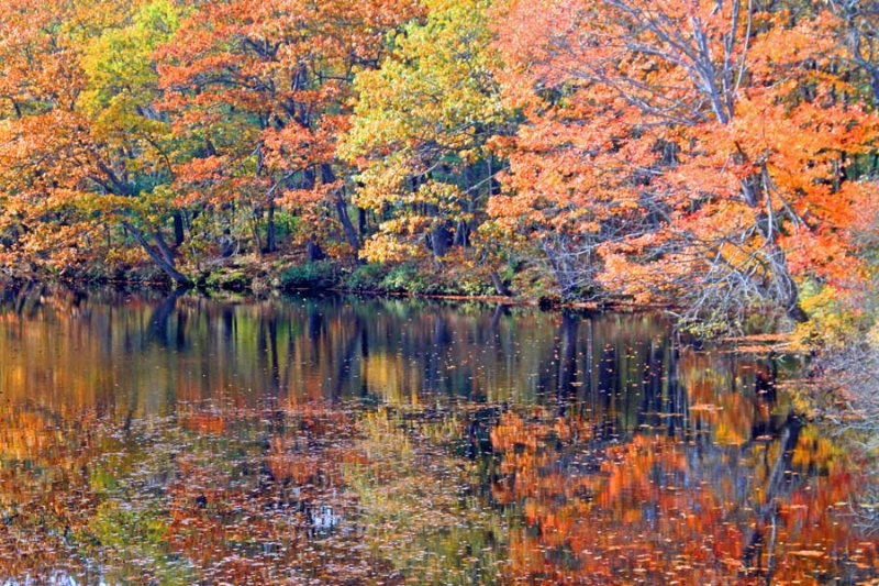 Maine Fall Foliage 2