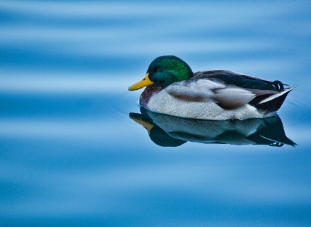 The Mallard