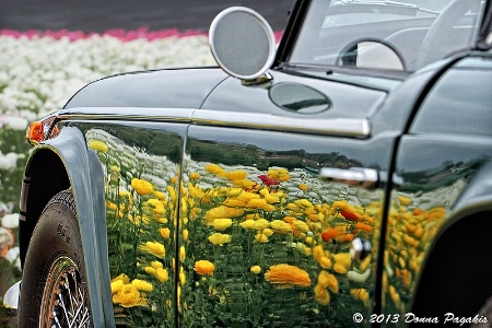 Flower Fields Reflected