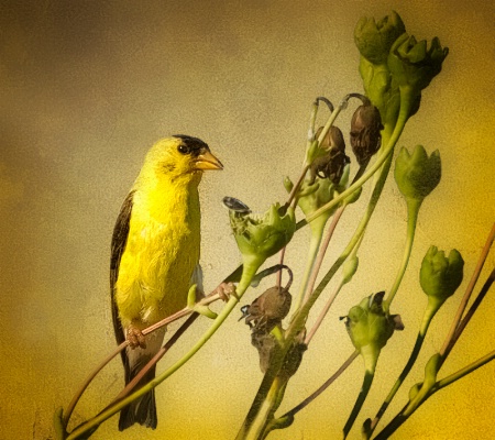 Little Golden Finch
